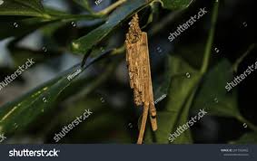 Attēlu rezultāti vaicājumam “Psyche casta larva”