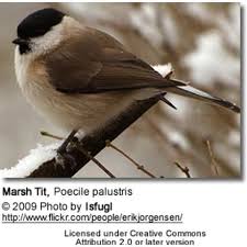 Attēlu rezultāti vaicājumam “Poecile palustris adult”