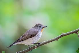 Image result for Ficedula albicilla