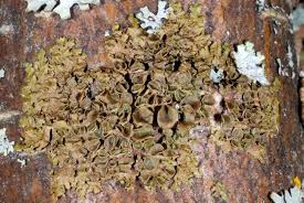 Attēlu rezultāti vaicājumam “Melanohalea olivacea”