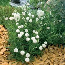 Image result for Achillea Ptarmica