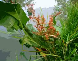 Attēlu rezultāti vaicājumam “Rumex hydrolapathum fruit”