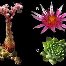 Attēlu rezultāti vaicājumam “Craterium aureonucleatum”