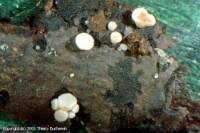 Attēlu rezultāti vaicājumam “Hymenoscyphus imberbis”