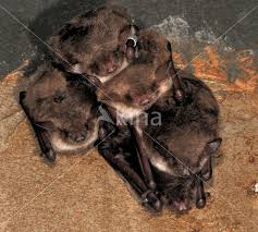 Attēlu rezultāti vaicājumam “Myotis dasycneme”