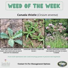 Attēlu rezultāti vaicājumam “Cirsium arvense leaf”