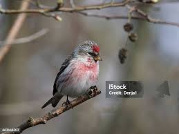 Attēlu rezultāti vaicājumam “Carduelis flammea male”