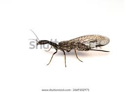 Attēlu rezultāti vaicājumam “Raphidioptera imago”