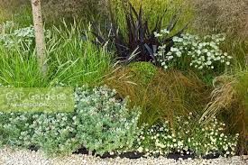 Attēlu rezultāti vaicājumam “Carex cespitosa flower”