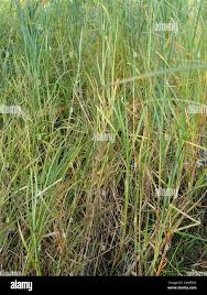 Attēlu rezultāti vaicājumam “Carex atherodes”