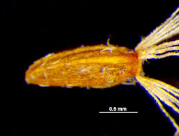 Attēlu rezultāti vaicājumam “Solidago canadensis fruit”