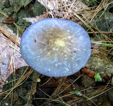 Attēlu rezultāti vaicājumam “Ceratiomyxa porioides plasmodium”