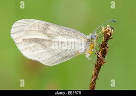 Attēlu rezultāti vaicājumam “Leptidea sinapis underside”