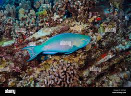 Image result for Scarus rubroviolaceus