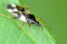 Attēlu rezultāti vaicājumam “Anthocoris nemorum”