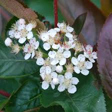 Attēlu rezultāti vaicājumam “Aronia melanocarpa flower”