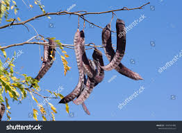 Attēlu rezultāti vaicājumam “Gleditsia triacanthos fruit”