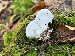 Attēlu rezultāti vaicājumam “Postia fragilis”