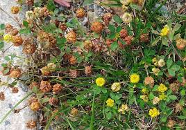Attēlu rezultāti vaicājumam “Trifolium aureum fruit”
