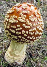 Attēlu rezultāti vaicājumam “Amanita regalis”