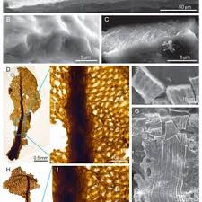Attēlu rezultāti vaicājumam “Atrichum flavisetum sporophyte”
