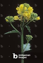 Attēlu rezultāti vaicājumam “Sinapis arvensis”