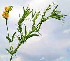 Attēlu rezultāti vaicājumam “Lathyrus pratensis leaf”