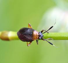 Attēlu rezultāti vaicājumam “Capsus ater”