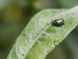 Attēlu rezultāti vaicājumam “Alticinae”