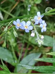 Attēlu rezultāti vaicājumam “Myosotis scorpioides bud”
