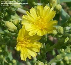 Attēlu rezultāti vaicājumam “Lactuca sativa flower”