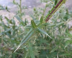 Attēlu rezultāti vaicājumam “Cirsium vulgare leaf”