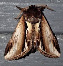 Attēlu rezultāti vaicājumam “Pheosia gnoma”