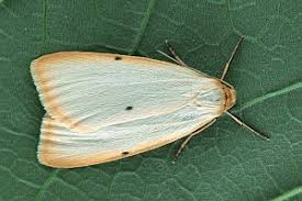 Attēlu rezultāti vaicājumam “Cybosia mesomella”