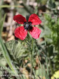 Attēlu rezultāti vaicājumam “Papaver argemone flower”