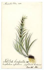 Attēlu rezultāti vaicājumam “Gnaphalium sylvaticum leaf”