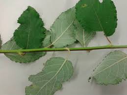 Attēlu rezultāti vaicājumam “Salix caprea leaf”