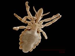 Attēlu rezultāti vaicājumam “Phthiraptera”