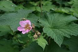 Attēlu rezultāti vaicājumam “Rubus plicatus flower”