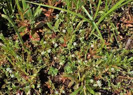 Attēlu rezultāti vaicājumam “Stellaria alsine”