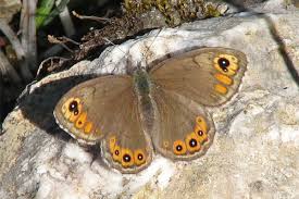 Attēlu rezultāti vaicājumam “Lasiommata petropolitana”