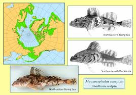 Image result for Myzopsetta ferruginea