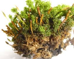 Attēlu rezultāti vaicājumam “Ulota crispa”