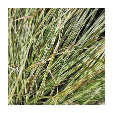 Attēlu rezultāti vaicājumam “Carex ornithopoda leaf”
