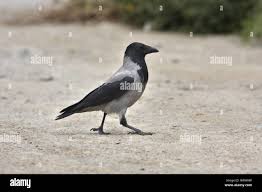 Attēlu rezultāti vaicājumam “Corvus cornix adult”