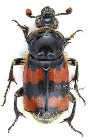 Attēlu rezultāti vaicājumam “Nicrophorus vespillo”