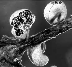 Attēlu rezultāti vaicājumam “Hemitrichia chrysospora spores”