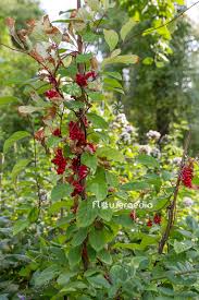 Attēlu rezultāti vaicājumam “Schisandra chinensis flower”