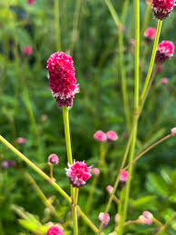 Attēlu rezultāti vaicājumam “Sanguisorba officinalis bud”