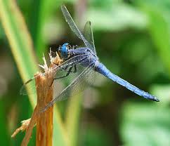 Attēlu rezultāti vaicājumam “Orthetrum brunneum”